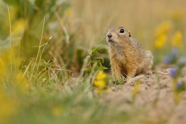 Ardilla de tierra común en pradera floreciente europea suslik spermophilus citellus