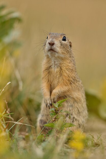 Ardilla de tierra común en pradera floreciente europea suslik spermophilus citellus