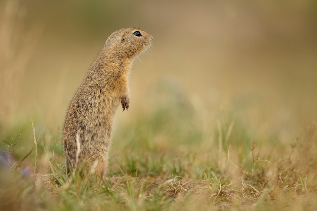 Ardilla de tierra común en pradera floreciente europea suslik spermophilus citellus