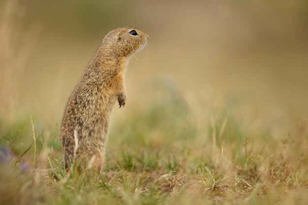 Ardilla de tierra común en pradera floreciente europea suslik spermophilus citellus