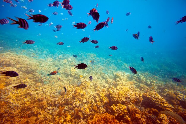 área de arrecifes de coral