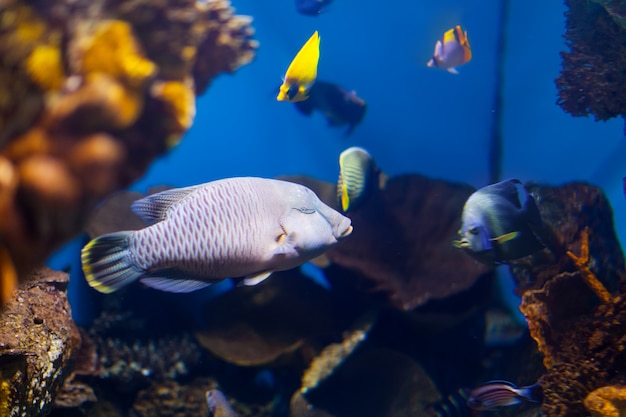 área de arrecifes de coral