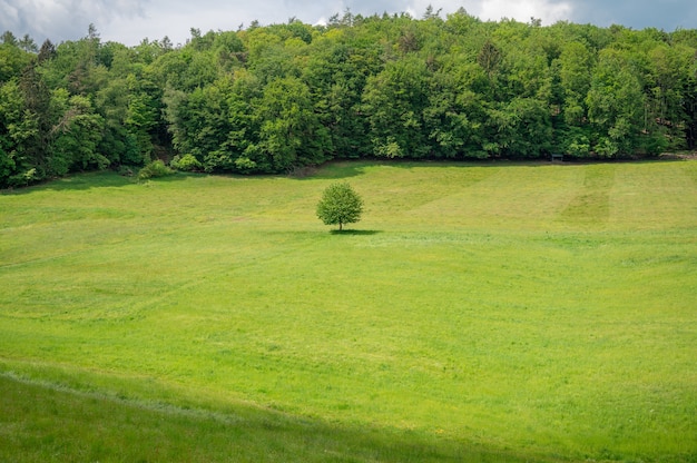 Foto gratuita Área recreativa odenwald en el corazón de europa