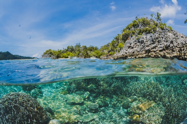 Arrecifes de coral debajo de la superficie de una isla