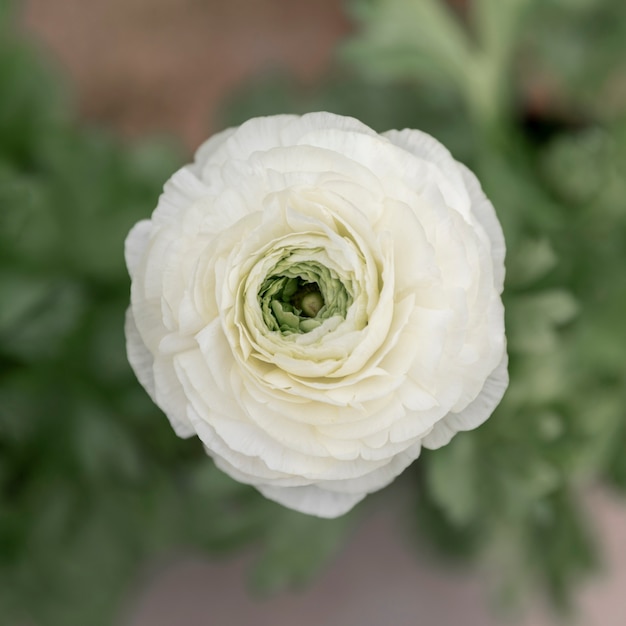 Arreglo con bella flor blanca