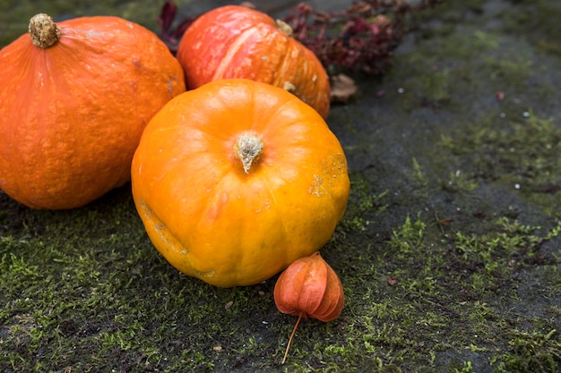 Arreglo de calabazas de alto ángulo sobre musgo