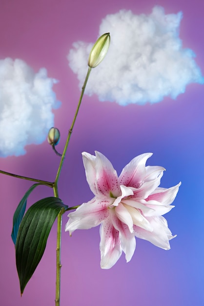 Foto gratuita arreglo de concepto de flores en el cielo