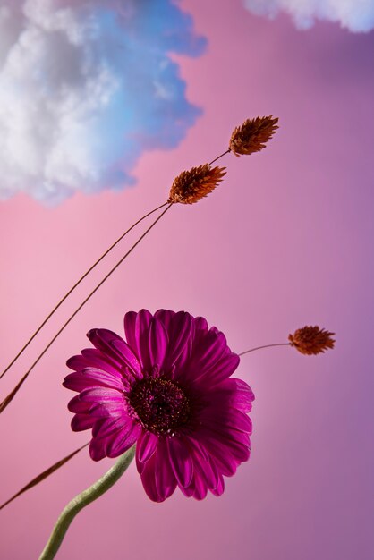 Arreglo de concepto de flores en el cielo