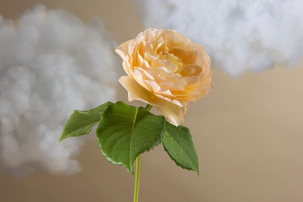 Arreglo de concepto de flores en el cielo