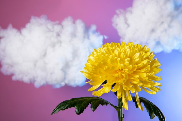 Arreglo de concepto de flores en el cielo