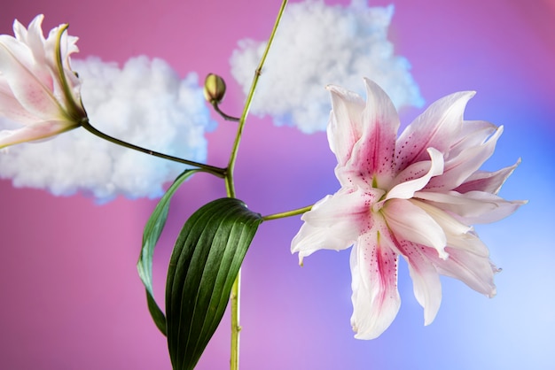 Foto gratuita arreglo de concepto de flores en el cielo