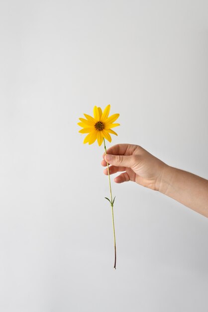 Arreglo del día de la paz de naturaleza muerta con flor