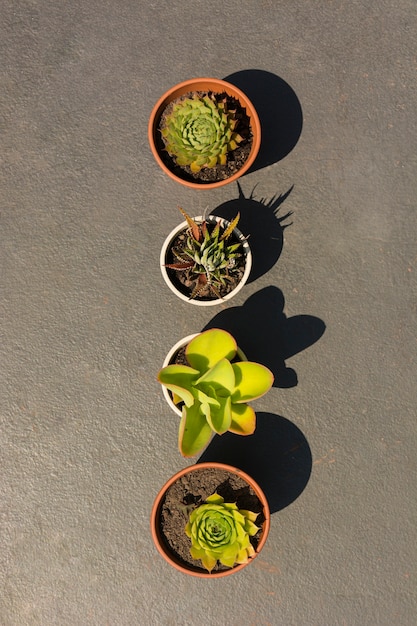 Foto gratuita arreglo de diferentes plantas en macetas.