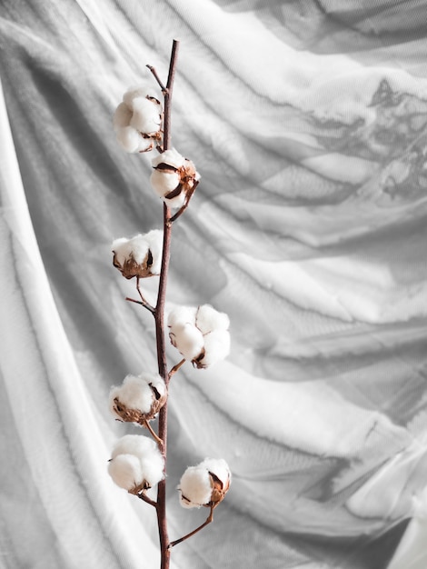 Arreglo con flores de algodón en una rama