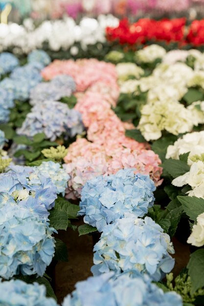 Arreglo con flores de colores en un mercado