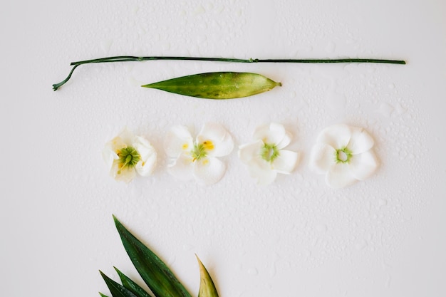 Foto gratuita arreglo de flores y hojas mojadas