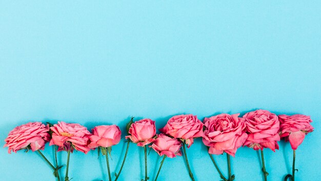 Arreglo de flores rosas en una fila sobre fondo turquesa