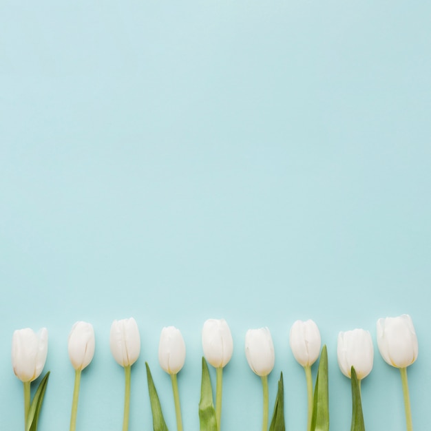 Arreglo de flores de tulipán blanco sobre fondo azul copia espacio