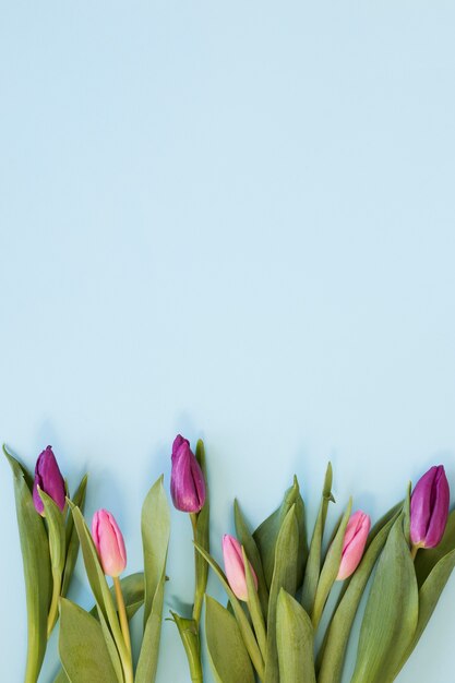 Arreglo de flores de tulipán rosa degradado sobre fondo azul cielo