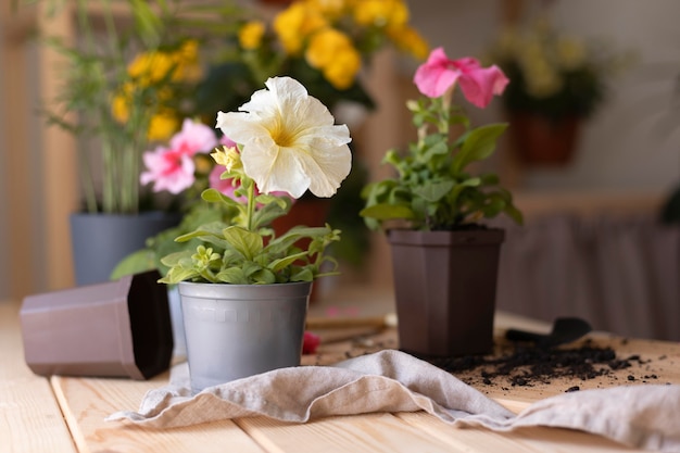 Arreglo de hermosas flores en la mesa