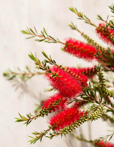 Arreglo con hermosas flores rojas