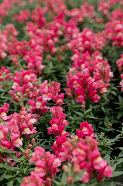 Arreglo con hermosas flores rosas