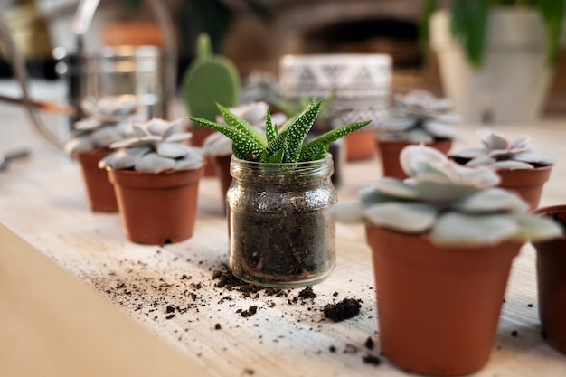 Arreglo de hermosas plantas en maceta de alto ángulo