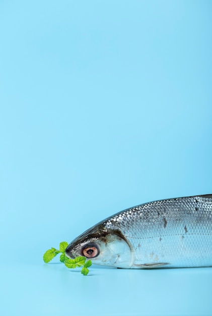 Foto gratuita arreglo con peces y fondo azul