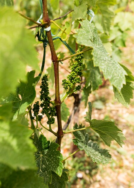 Arreglo con pequeñas uvas inmaduras