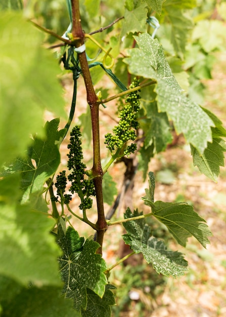 Arreglo con pequeñas uvas inmaduras