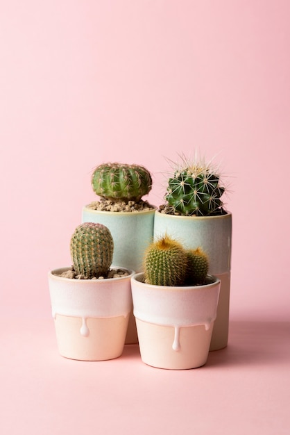 Foto gratuita arreglo de plantas de cactus bodegón