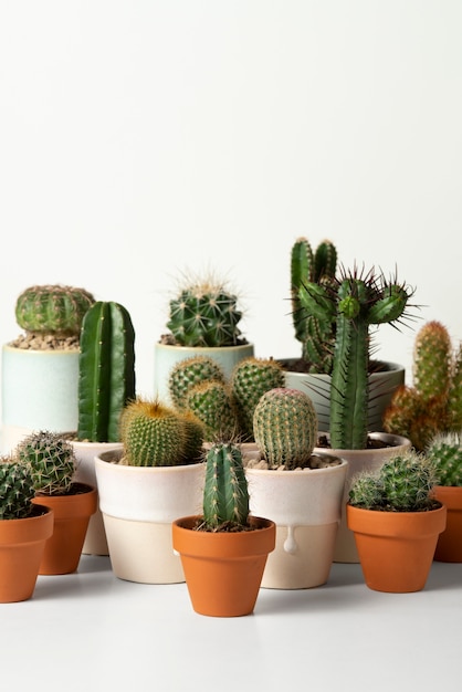 Foto gratuita arreglo de plantas de cactus bodegón