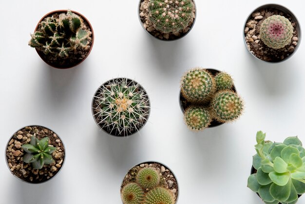 Foto gratuita arreglo de plantas de cactus de vista superior