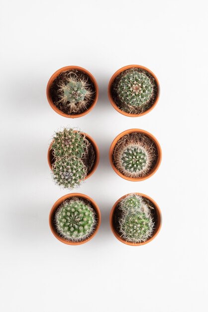 Arreglo de plantas de cactus de vista superior