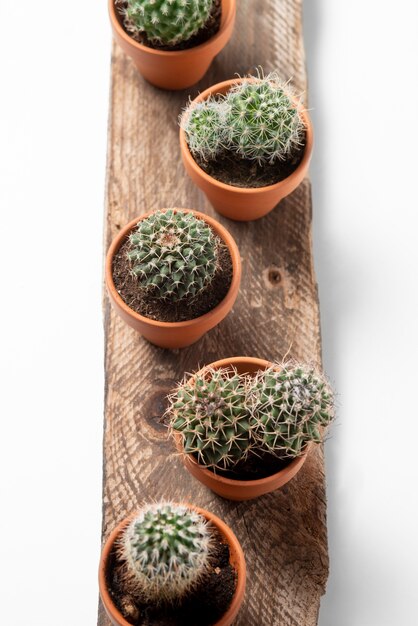 Arreglo de plantas de cactus de vista superior