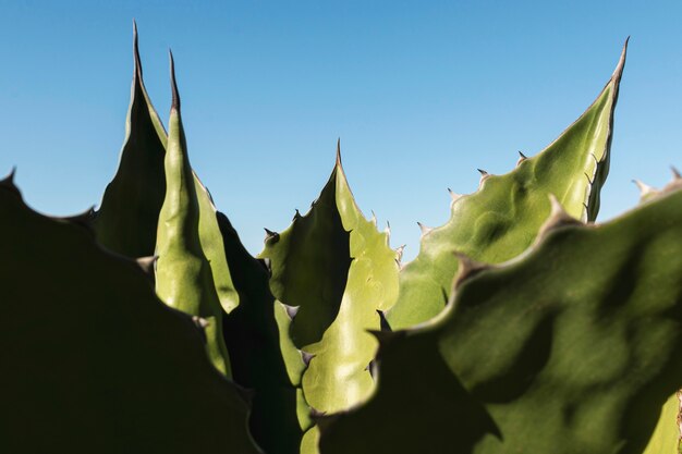 Arreglo de plantas naturales sobre fondo monocromático