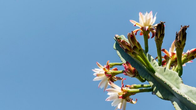 Arreglo de plantas naturales sobre fondo monocromático