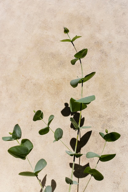 Foto gratuita arreglo de plantas naturales sobre fondo monocromático