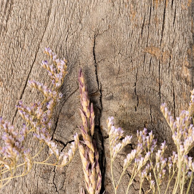 Arreglo de plantas secas sobre fondo de madera