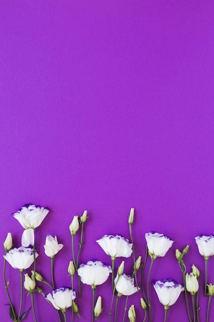 Foto gratuita arreglo de rosas blancas sobre fondo violeta copia espacio