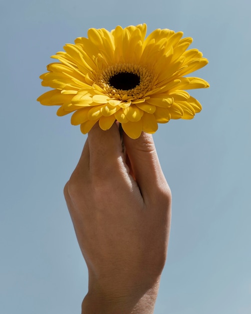 Foto gratuita arreglo de vista frontal de hermosa flor florecida