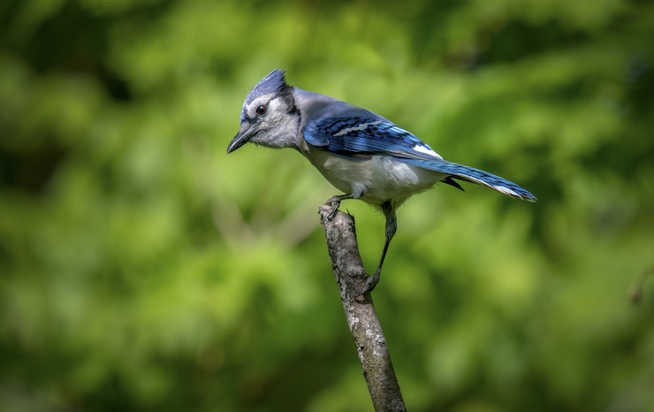 Foto gratuito arrendajo azul (cyanocitta cristata