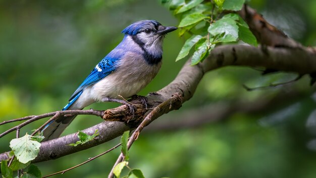 Arrendajo azul