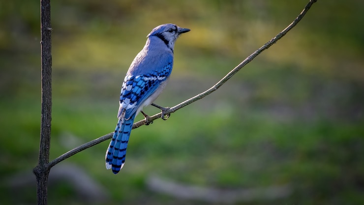Foto gratuito arrendajo azul