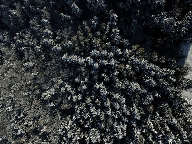 Desde arriba bosque de abetos en invierno