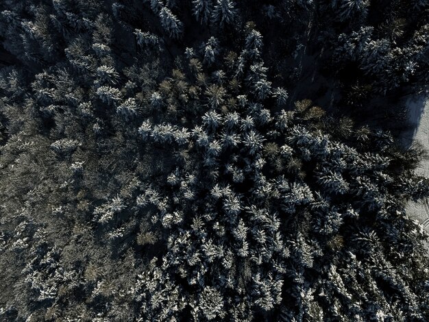 Desde arriba bosque de abetos en invierno