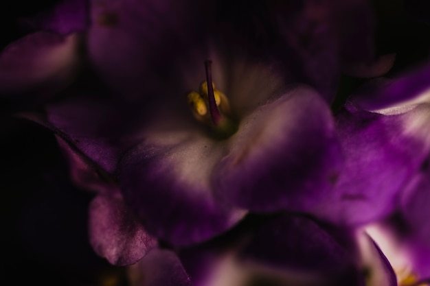 Foto gratuita desde arriba, flores de viola