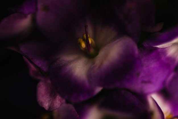 Desde arriba, flores de viola