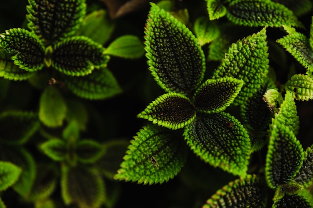 Foto gratuita desde arriba plantas verdes