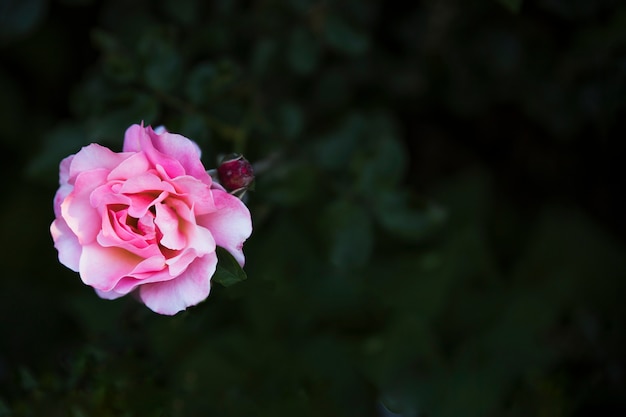 Foto gratuita desde arriba rosa rosa